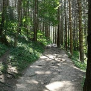 Papaleata Cosmin's picture