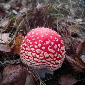 imaginea utilizatorului Alexandreanu