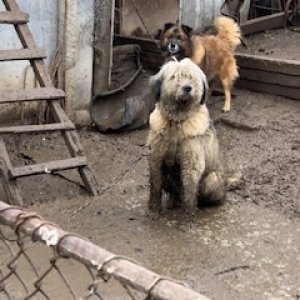 iangtz's picture