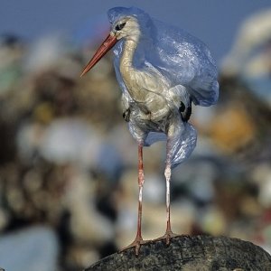 imaginea utilizatorului Alex