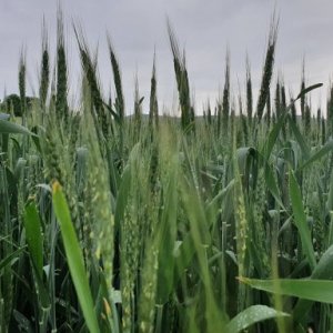 imaginea utilizatorului zsold