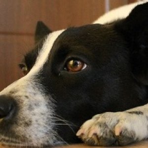 imaginea utilizatorului dimart