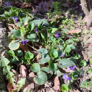 imaginea utilizatorului LalaGogh