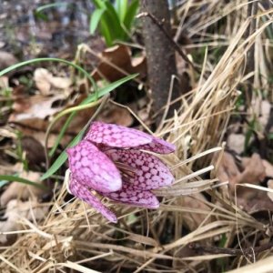 imaginea utilizatorului iulia ardelean