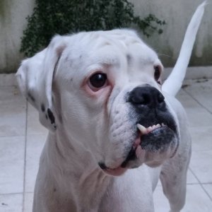 analottsnicolau's picture