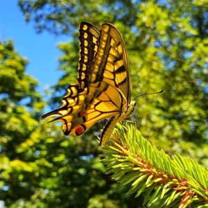 imaginea utilizatorului Rodin