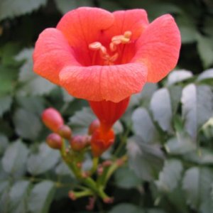 imaginea utilizatorului mat