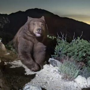 imaginea utilizatorului Bogdanicus