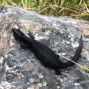 Uiuiu Paul Alexandru's picture