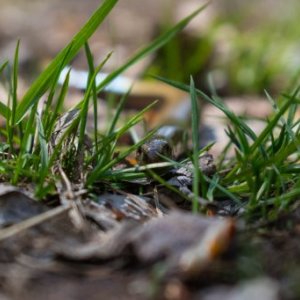 imaginea utilizatorului Dudutza