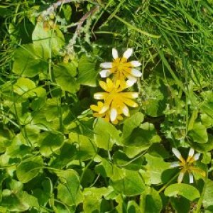 imaginea utilizatorului catalin vicol