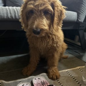 imaginea utilizatorului mihaela iacob