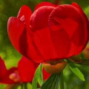 Stoica Gheorghe's picture