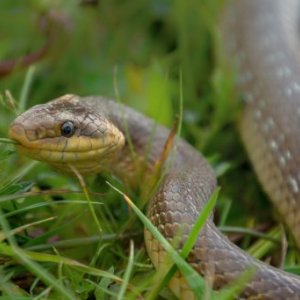 imaginea utilizatorului grecu tiberiu