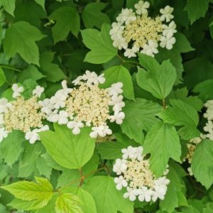 Sorin Suciu's picture