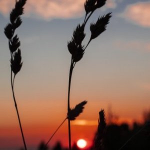 imaginea utilizatorului Ulia Maria