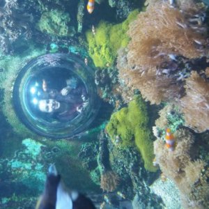 Halunga Daniela's picture