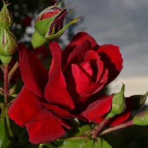 imaginea utilizatorului Kmi27