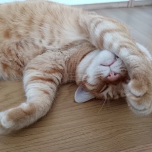 imaginea utilizatorului ancnicu