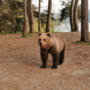 imaginea utilizatorului DanDragnea