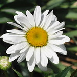 imaginea utilizatorului NHA