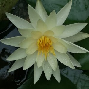 imaginea utilizatorului Adrian Popa Bacau