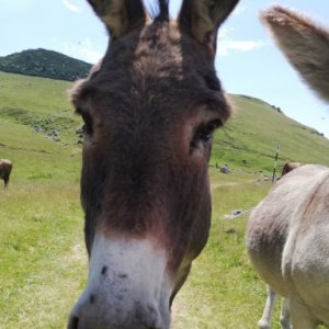 imaginea utilizatorului nagy.hunor-lajos