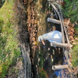 Lupu Mirabela's picture