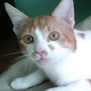 imaginea utilizatorului felixmotanul