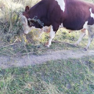 imaginea utilizatorului Laurențiu Duță