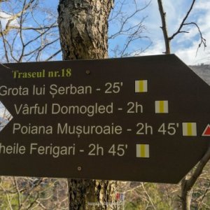 imaginea utilizatorului Violeta Silaghi