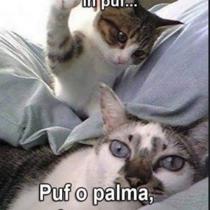 Andreea Iv's picture