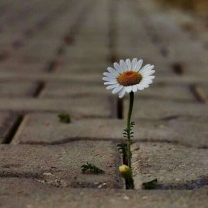 Barabas Istvan Attila's picture