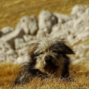 imaginea utilizatorului pârş
