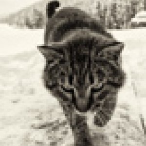 imaginea utilizatorului Ed.ua