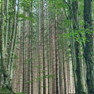 Cătălin73's picture