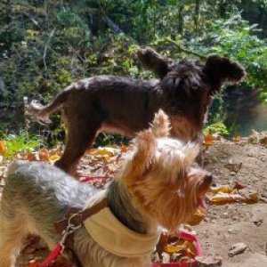 imaginea utilizatorului Otilia Liber