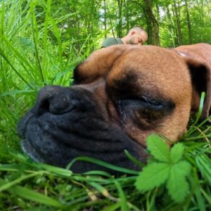 imaginea utilizatorului constantindbogdanel