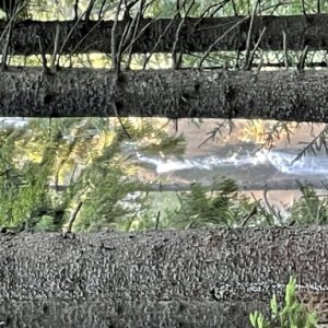 Adriana Miscoi's picture