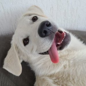 padurean04's picture