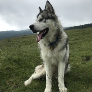 imaginea utilizatorului CarmenCB