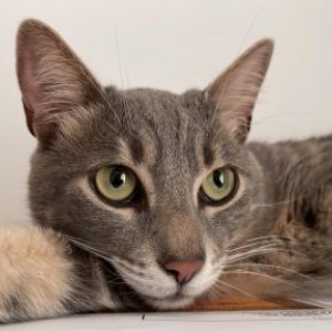 imaginea utilizatorului Cara Daniela