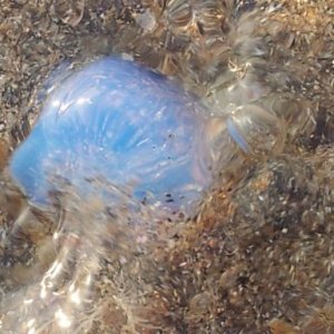 imaginea utilizatorului vancioc