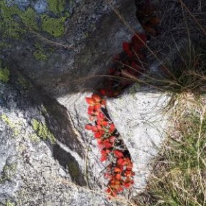 imaginea utilizatorului Conserva