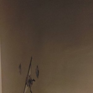 Scarlatescu Elena's picture