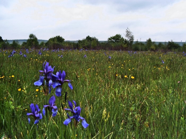  Rezervația Șuvara Sașilor – Tălmaciu (c) Talmaciu.ro