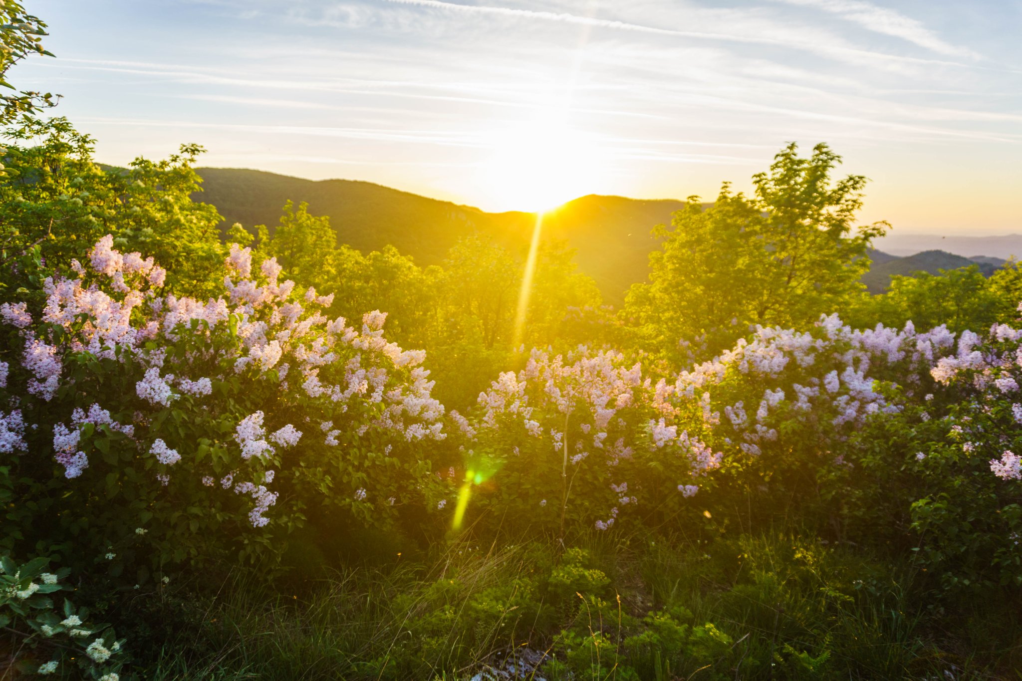  Tufe de liliac alb pe Domogled - Madalina Cucu