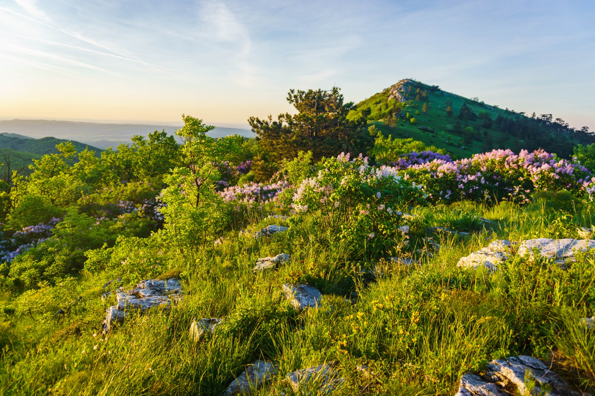  Tufe de liliac pe Muntele Domogled - Madalina Cucu