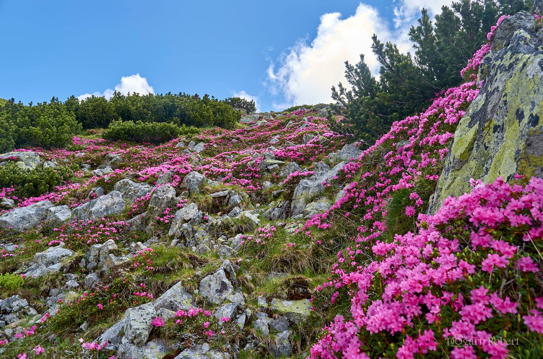  Urcare spre Vf. Mare - Robert Dogaru