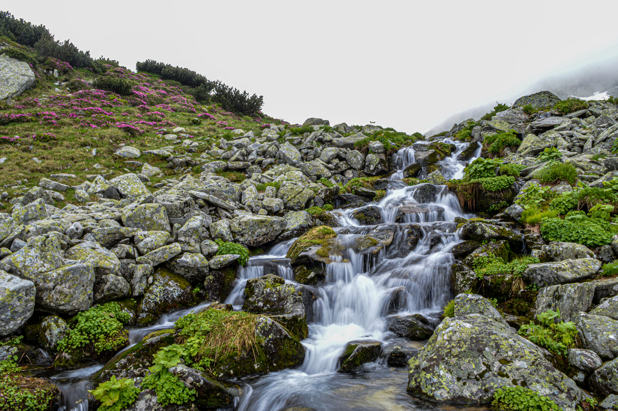  Valea Pietrele - Nicu Ardeu